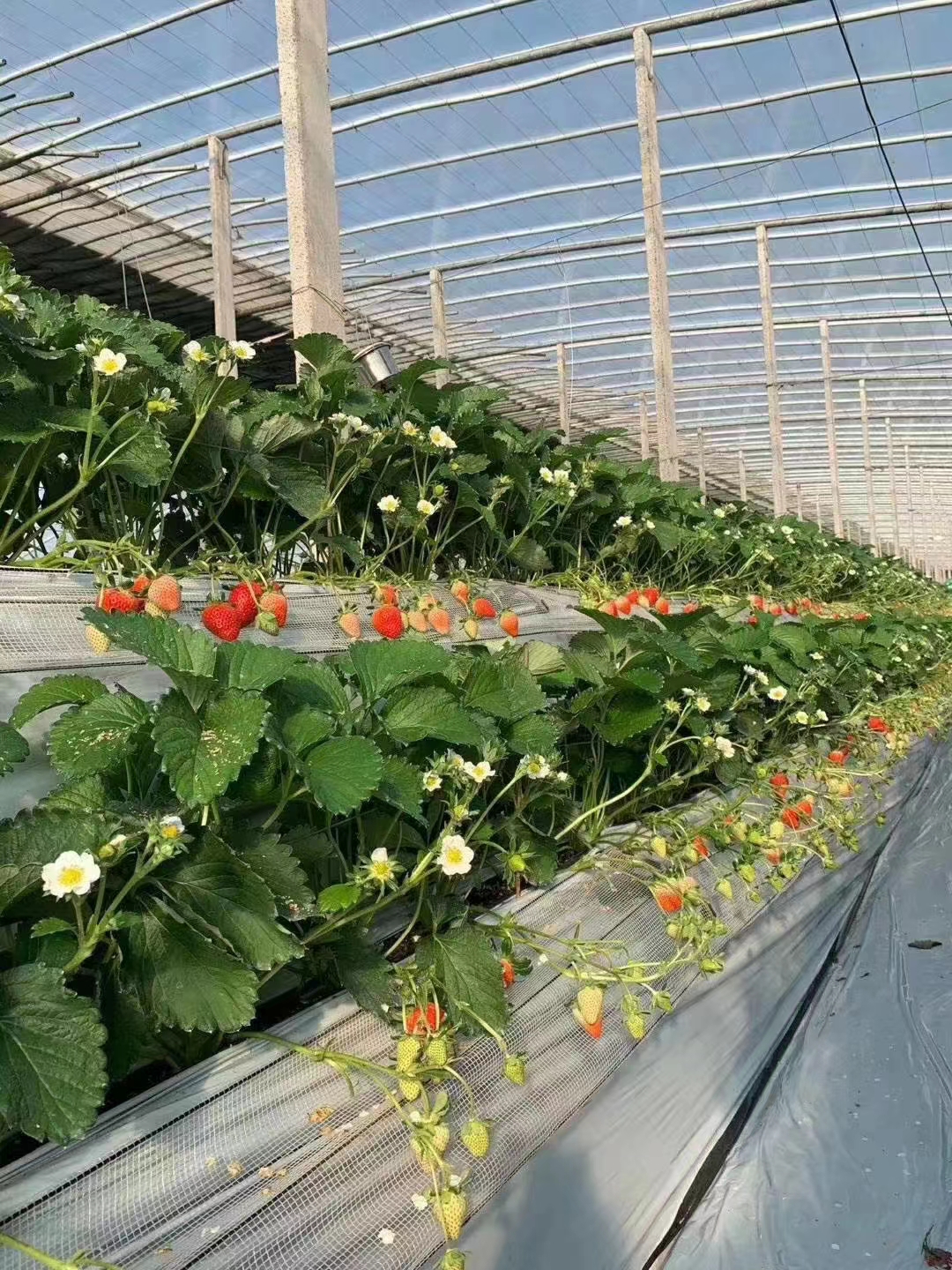 第五十九期中荷无土栽培有机蔬菜及高架草莓沙培番茄技术培训通知4月24-28山东